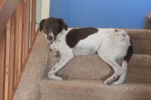 Jacksononstairs_edited-1