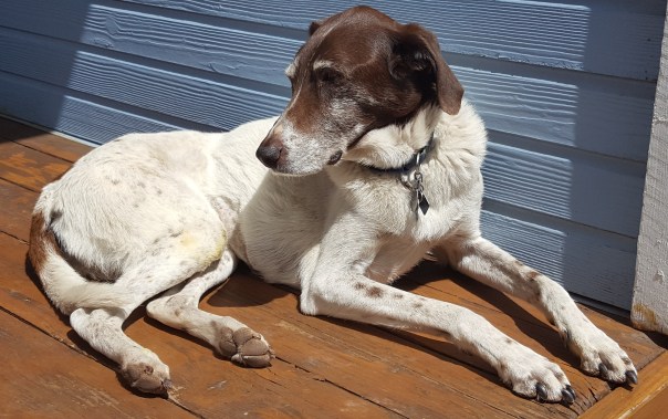 Jackson and last day in the sun.jpg